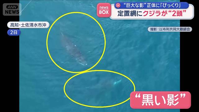 “巨大な影”正体に「びっくり」　定置網にクジラが2頭