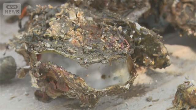 瀬戸内海カキ大量死　政府が支援策公表
