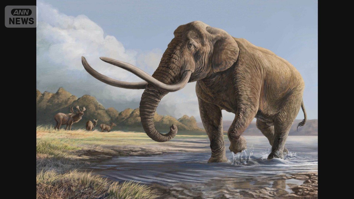 ナウマンゾウの進化の歴史を解明へ 化石のDNA解析に世界初成功 山梨大学など