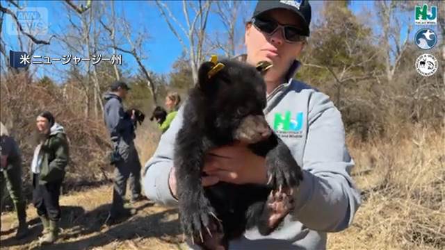 米NJ州でクマ猟解禁　ハンターに同行　科学的に個体数を管理する「管理狩猟」とは