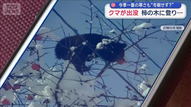 クマが出没 柿の木に登り… 今季一番の寒さも“冬眠せず？”