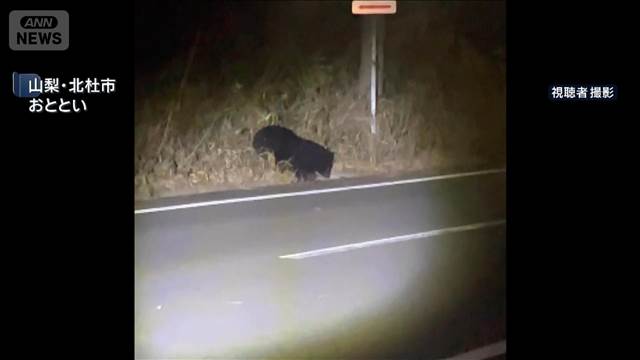 山梨の中学校近くにクマ出没　シカの死骸を路上で