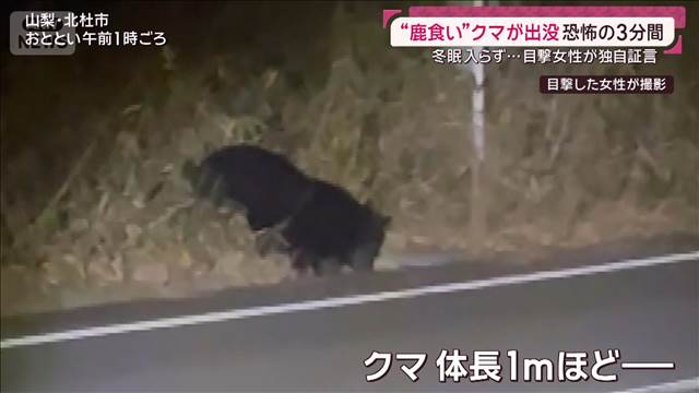 独自証言）一心不乱に…「鹿食い」クマが通学路に出没「クマと目が合う」恐怖の3分間