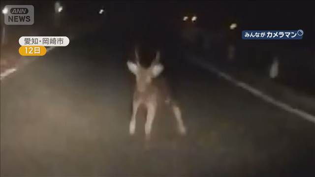 「突進してきて…」シカと正面衝突　50万円相当のバイク損傷　運転していた男性は無傷