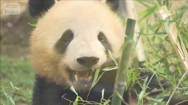 【速報】上野動物園の双子パンダ 来年1月下旬に中国返還へ 国内飼育のパンダはゼロに