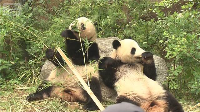 国内“最後のジャイアントパンダ”に？ 上野の2頭を来年1月、中国返還