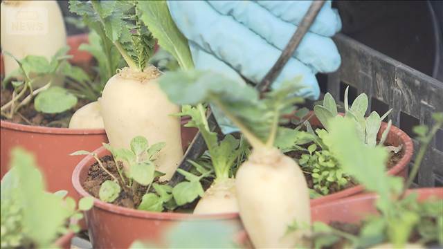 一年の無病息災を願う「春の七草」　正月の縁起物「七草かご」出荷始まる