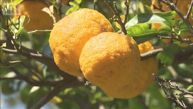 冬至に向け…「ゆず湯」用のユズの収穫始まる「今年は良い収穫」　栃木