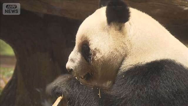 パンダ観覧は来月25日まで　東京・上野動物園に多くの来園客