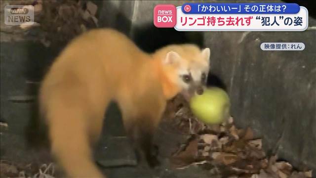 リンゴ持ち去れず“犯人”の姿　「かわいいー」その正体は？
