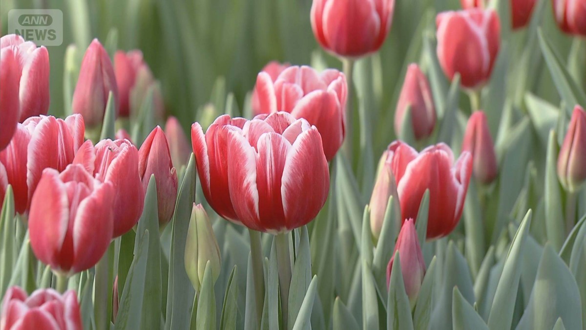 色とりどりのチューリップ クリスマス向け出荷がピーク 富山・朝日町