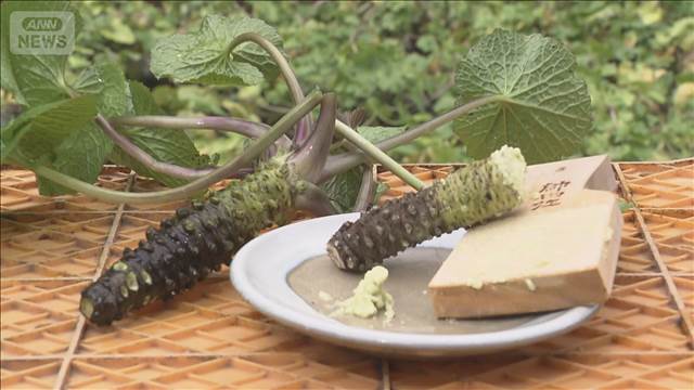 丹精込め育てた生ワサビ　年越しそばに向け収穫　栃木・那須塩原市