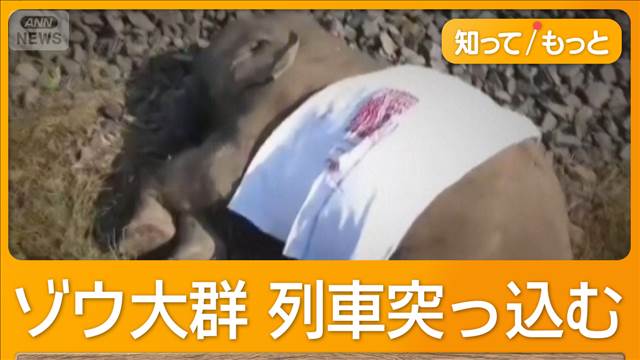 ゾウ大群に列車突っ込み脱線　けが人なくも7頭死ぬ　運転士「100頭ほどいた」