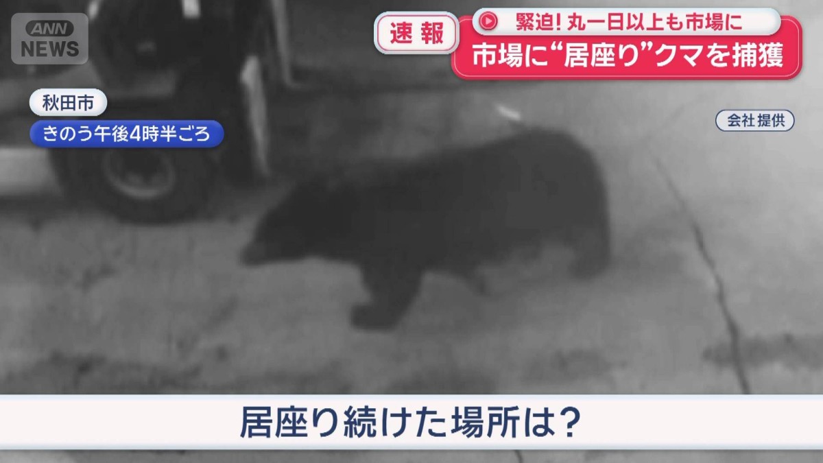 市場に“居座り”クマを捕獲 緊迫！丸一日以上も… 秋田