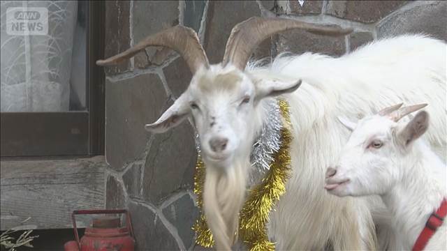 「拾得物のヤギ」世話する男性に感謝状 千葉県警