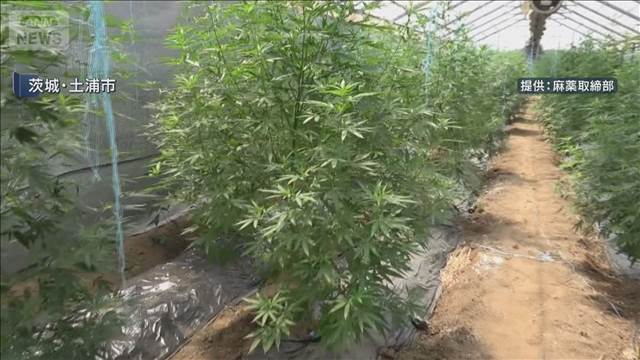 末端価格8億円“大麻ハウス”を摘発