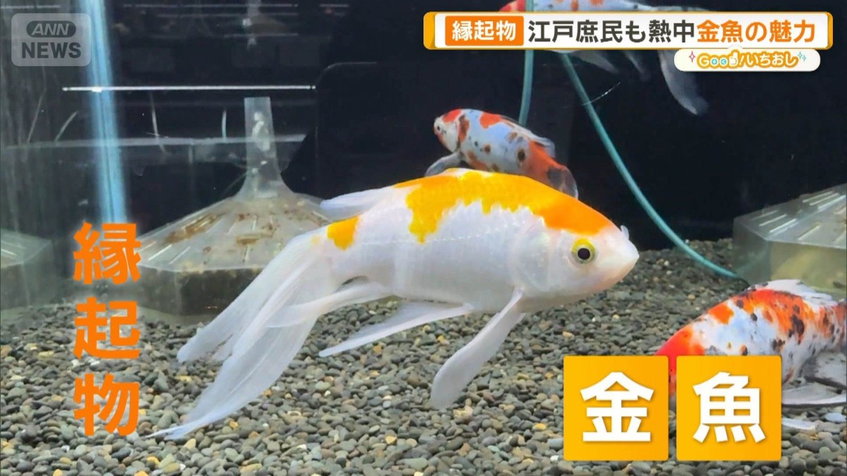 金魚11匹 金魚王子】更紗三ツ尾和金 7.5～8cm前後 (個体番号：cde572) 金魚