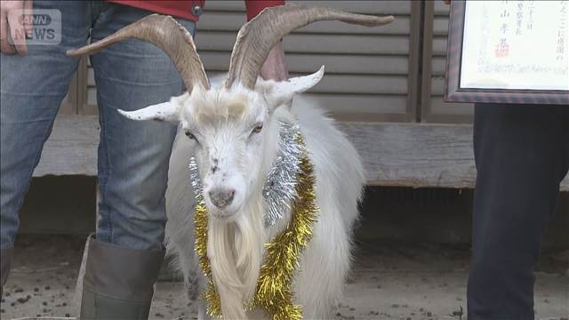 “拾得物”のヤギを引き取り世話 男性に感謝状　千葉・大多喜町