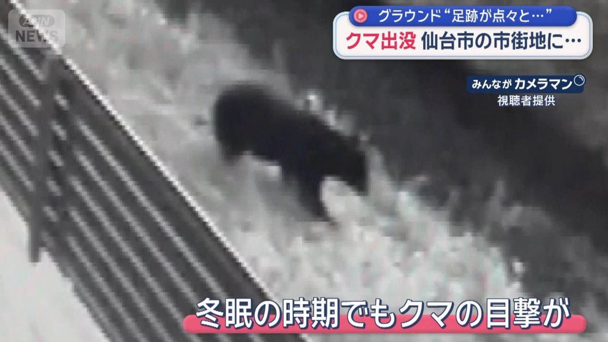 市街地にクマ出没　グラウンドに“足跡が点々と…”目撃情報が後を絶たず　仙台市