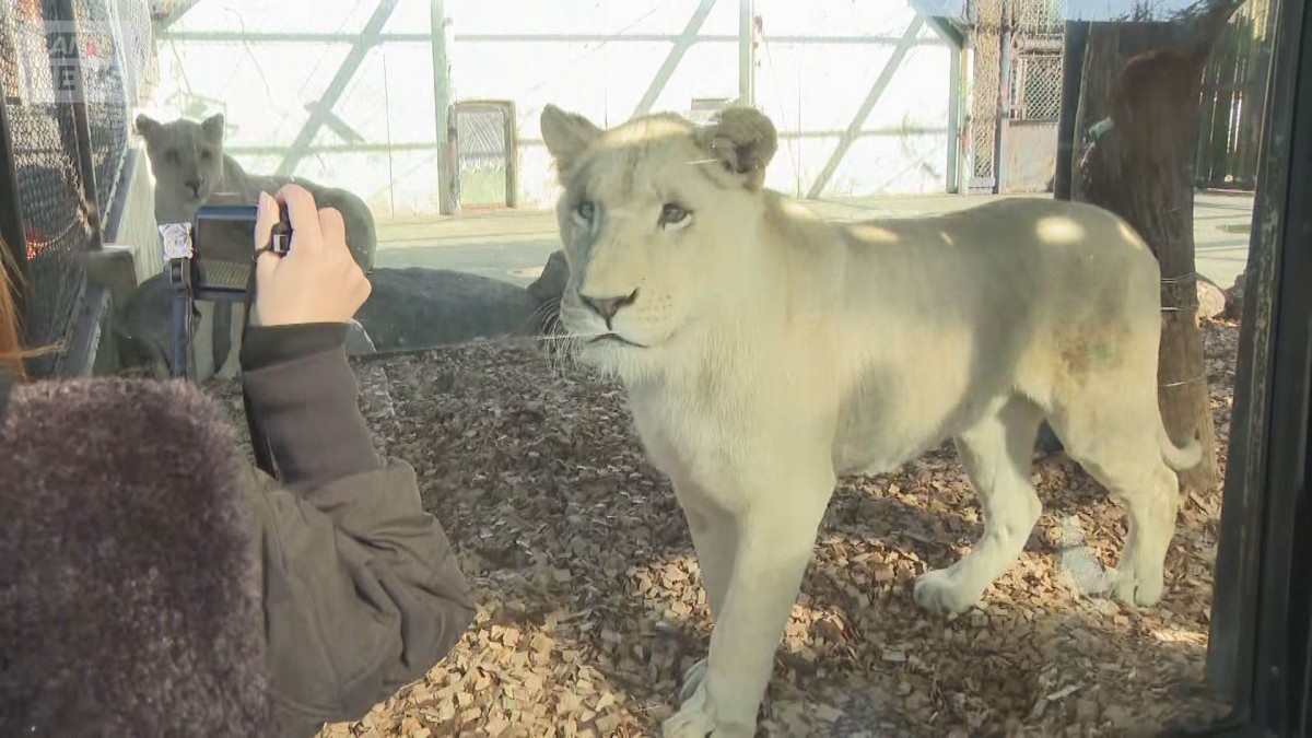 1歳のホワイトライオン3頭　一般公開はじまる　姫路セントラルパーク