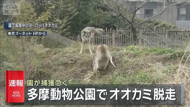【速報】多摩動物公園でオオカミ1頭逃げ出す