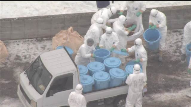 高病原性鳥インフル疑い 養鶏場のニワトリ約6300羽が殺処分　北海道由仁町
