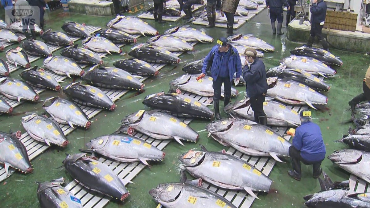 東京・豊洲市場マグロ初競り 243キロの青森県大間産に5億1030万円 史上
