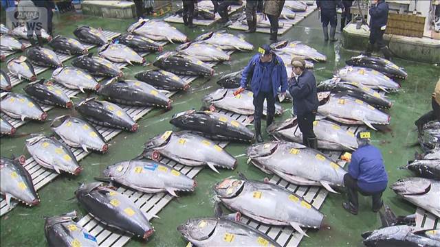 東京・豊洲市場マグロ初競り　243キロの青森県大間産に5億1030万円　史上最高値