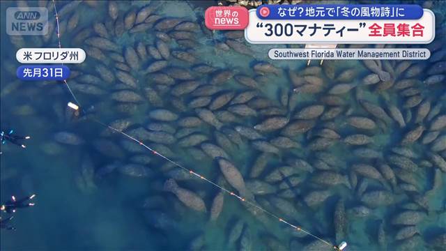 “300マナティー”全員集合　地元で「冬の風物詩」に