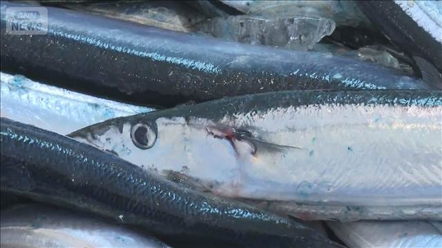 サンマ漁獲量13年ぶり世界1位へ　黒潮の流れに変化、冷たい海流が日本近海に