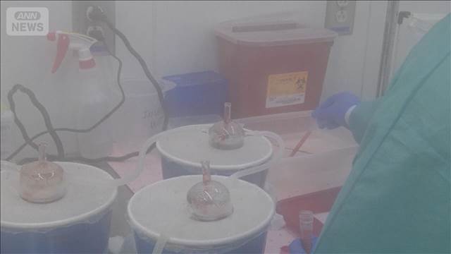 「オスの蚊も血を吸う」米国で論文　脱水状態になると…