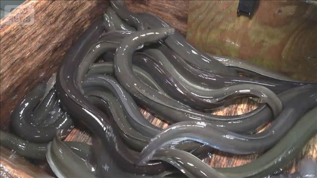 大手外食チェーンも使用、アメリカウナギ　産地証明などを義務化する国際規制見送り
