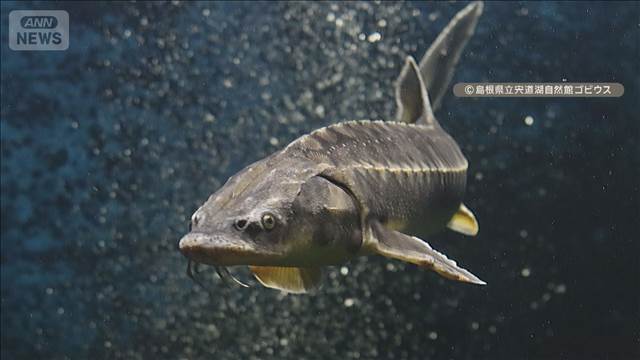 夕日絶景「宍道湖」に謎の魚　正体は外来チョウザメ…DNA鑑定で新たな事実