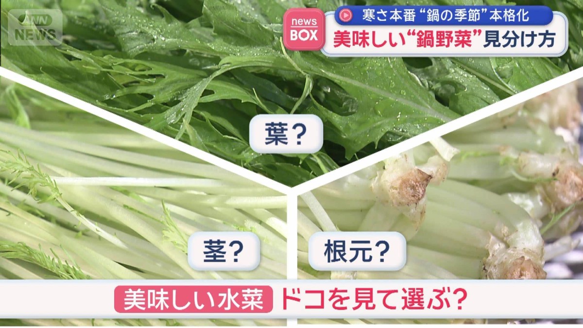 寒さ本番“鍋の季節”本格化　おいしい“鍋野菜”見分け方