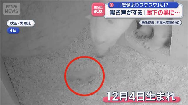 「鳴き声がする」廊下の奥に…　「想像よりフワフワ」も！？