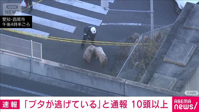 「ブタが逃げている」と通報　警察などが捕獲進める　愛知・西尾市