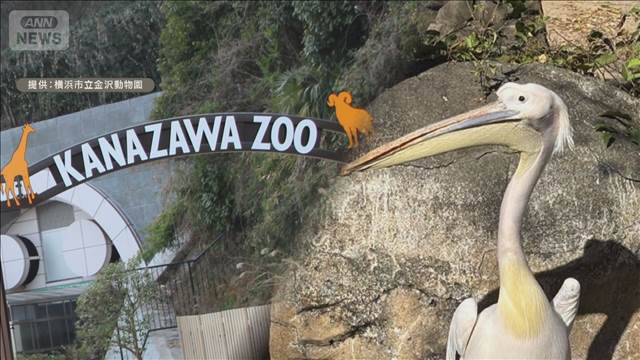 20年間“看板娘”だったペリカン　遺伝子検査でオスと判明　横浜市立金沢動物園