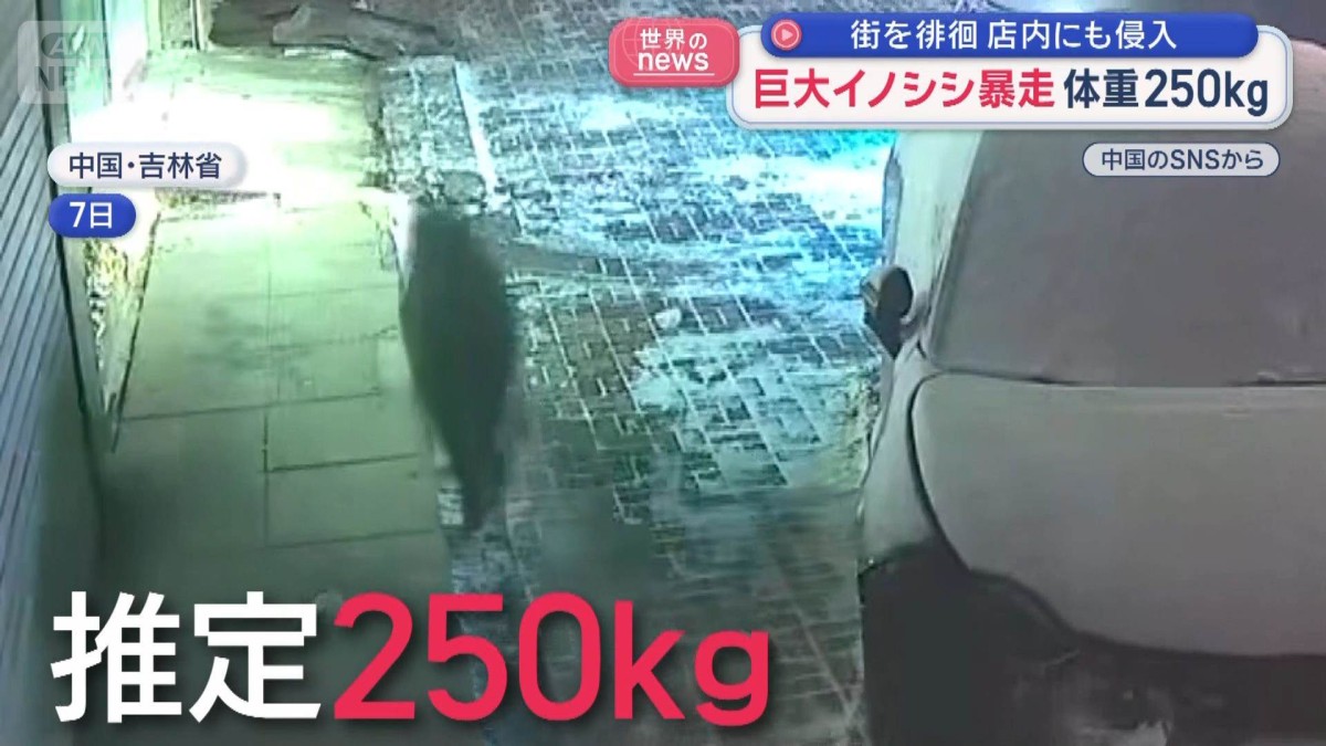 巨大イノシシ暴走 体重250kg　街を徘徊 店内にも侵入　中国