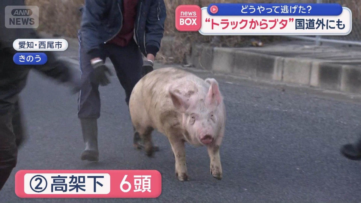 “トラックからブタ”国道外にも　どうやって逃げた？