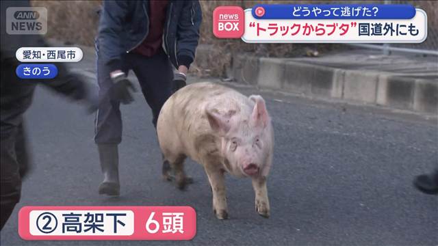 “トラックからブタ”国道外にも　どうやって逃げた？