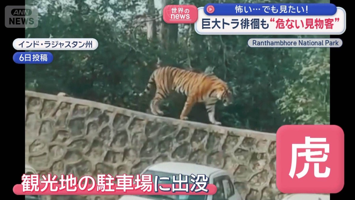 怖い…でも見たい！巨大トラ徘徊も“危ない見物客”　インド
