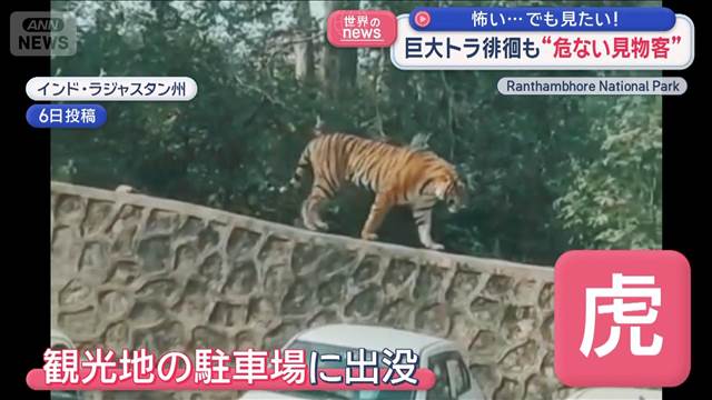 怖い…でも見たい！巨大トラ徘徊も“危ない見物客”　インド