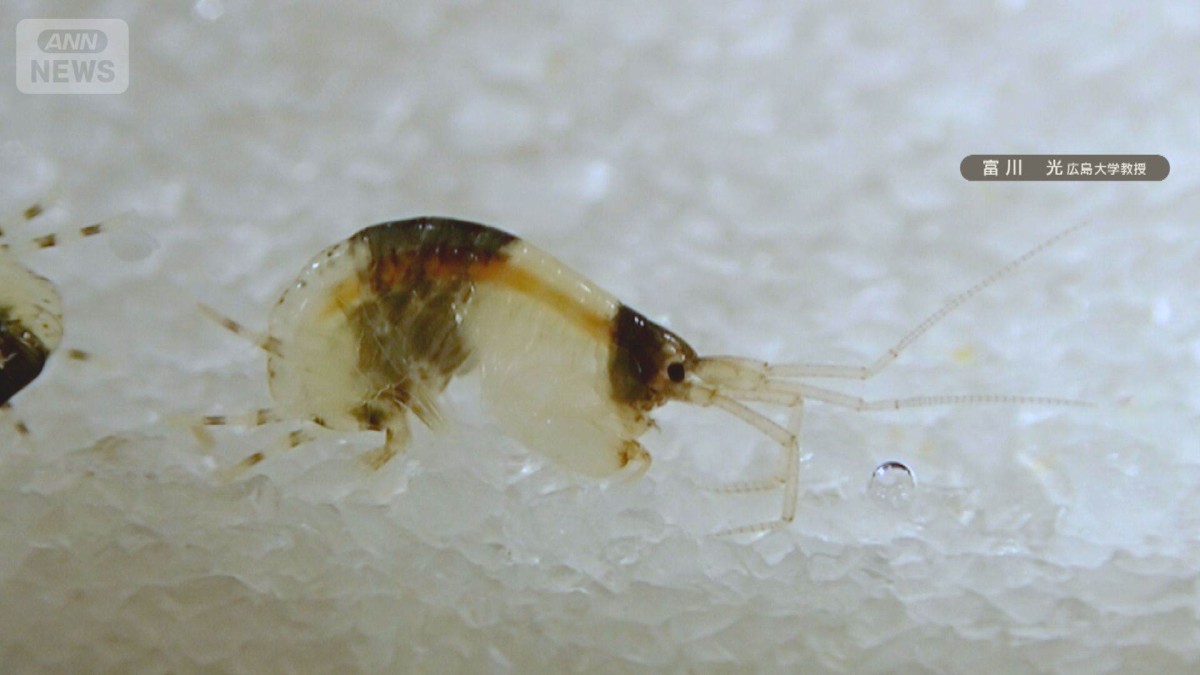 パンダえび 和歌山・白浜町にパンダ模様の新種エビ 広島大が発見 白黒模様の理由は不明