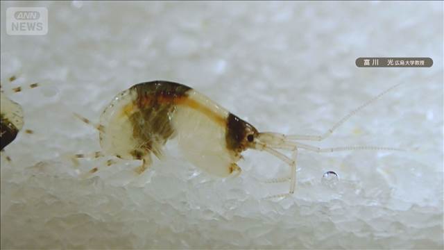 和歌山・白浜町にパンダ模様の新種エビ　広島大が発見　白黒模様の理由は不明