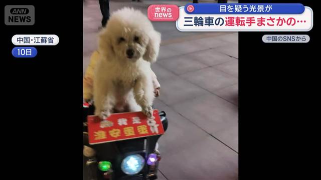 三輪車の運転手はまさかの…目を疑う光景が