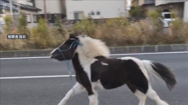 ポニーが我が物顔で国道を駆け抜け　神奈川・平塚八幡宮から逃げ出すも無事保護