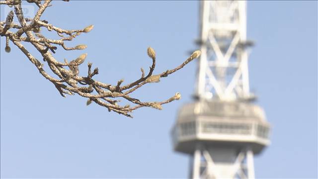 桜が咲く時期の暖かさ　季節外れの黄砂にも注意