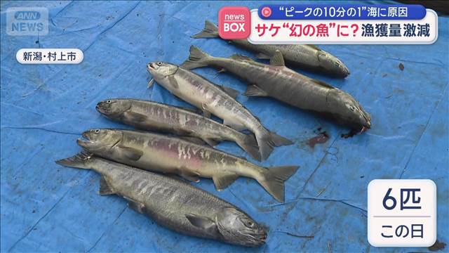サケ“幻の魚”に？　漁獲量激減　“ピークの10分の1”海に原因