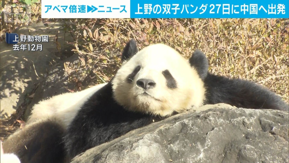 上野のパンダ2頭 27日に中国へ出発