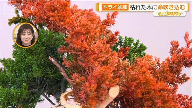 新感覚！世界が認めた「ドライ盆栽」　枯れた木に命吹き込み進化【グッド！いちおし】
